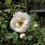 Rosa spinosissima Blomma