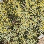 Echinophora sibthorpiana Plante entière