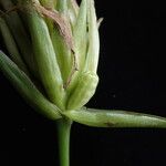 Roscoea capitata Habitus