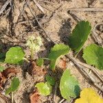 Hydrocotyle bonariensis Frunză