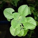 Plectranthus ornatus Leaf