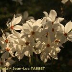 Narcissus obsoletus Flower