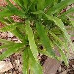 Dracaena angustifolia Blad