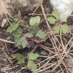 Geranium purpureumLeaf