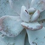 Echeveria laui Hoja