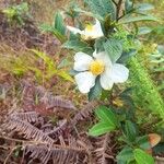 Camellia sasanquaFlower