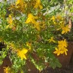 Hypericum perfoliatum Flower