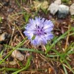 Centaurea cyanusBlüte