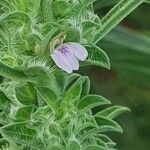Meiosperma bracteatum Λουλούδι