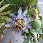 Passiflora caeruleaFlor