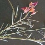Crotalaria brevidens Otro