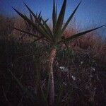 Yucca schidigera Coajă