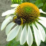 Echinacea purpurea Flower