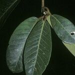 Ficus gomelleira Leaf