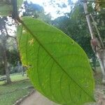 Cordia nodosa Blatt