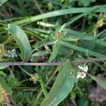 Centaurea decipiens Листок