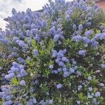 Ceanothus thyrsiflorus 花