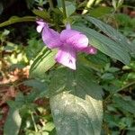 Barleria cristata 花