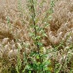 Artemisia vulgarisLeaf