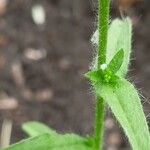 Lappula squarrosa Leaf