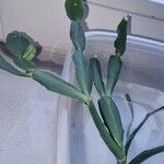 Schlumbergera bridgesii Fulla