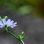 Cichorium intybus Virág