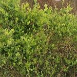 Capparis sepiaria Leaf