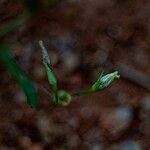 Ipomoea ternifolia ᱵᱟᱦᱟ