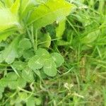 Trifolium hybridum পাতা