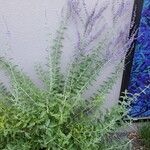 Salvia yangii 整株植物