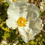 Cistus populifolius Fula