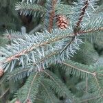 Picea sitchensis Leaf