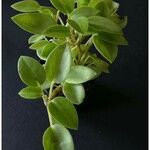 Peperomia serpens List