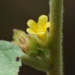 Waltheria indica Flower