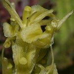 Liparis loeselii फूल