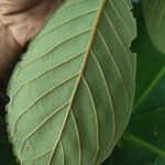 Ficus velutina Blad