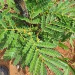 Albizia adianthifolia Delienn