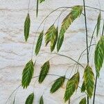 Chasmanthium latifolium花