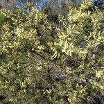 Acacia oxycedrus Pokrój