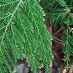 Selaginella lyalliiList