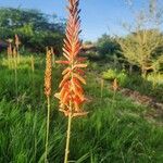 Aloe vituensis Blomst