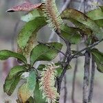 Faurea rochetiana Blüte