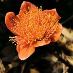 Haemanthus coccineus Květ