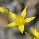 Sedum urvillei Flower