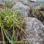 Carex capillaris Pokrój