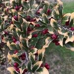 Cotoneaster obscurus Blatt