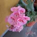 Pelargonium zonale Flors