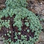 Rhodiola pachyclados Φύλλο