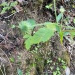 Sanicula canadensis Feuille