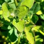 Chenopodium album Blad